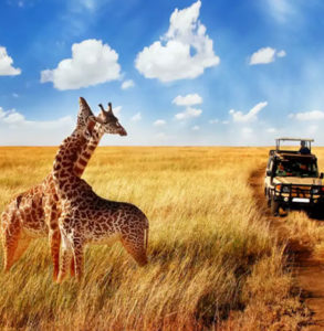Safari